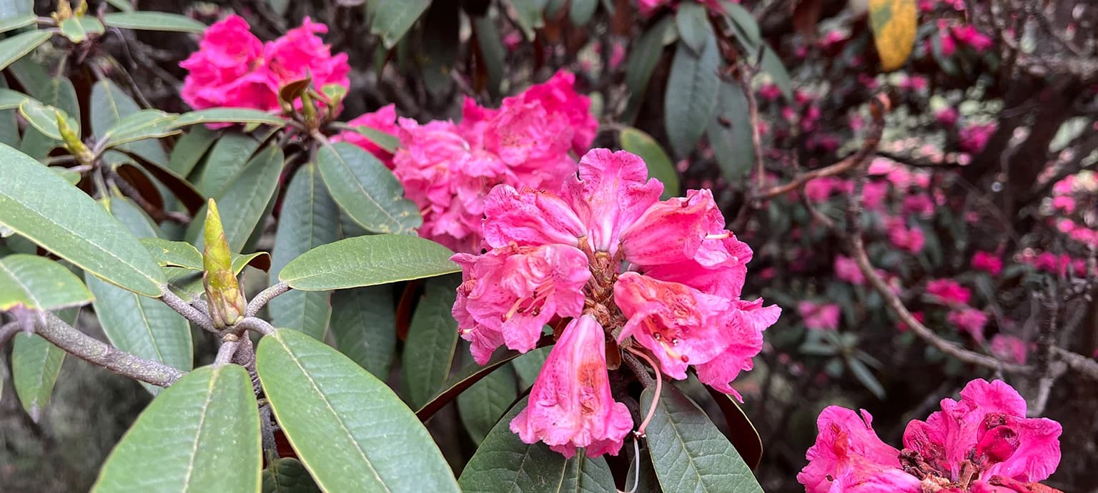 Khopra Ridge slide 2