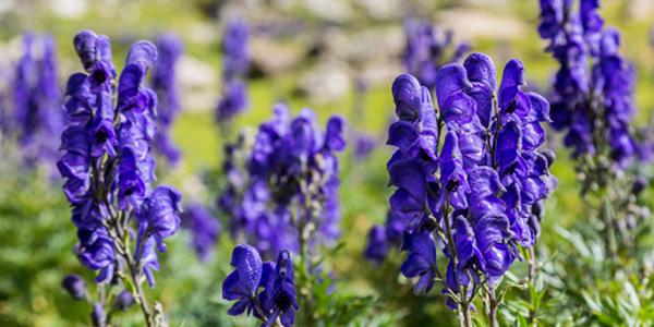Aconitum-Balfourii
