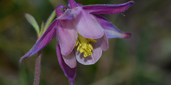 Aquilegia pubiflora