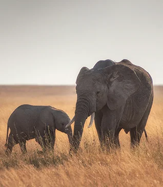 2 Days 1 Night Safari