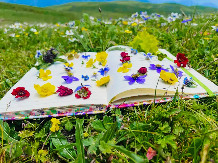 DayaraGalleryImages image 7