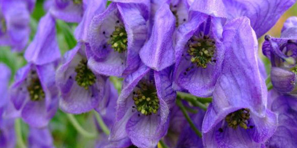 Aconitum violaceum