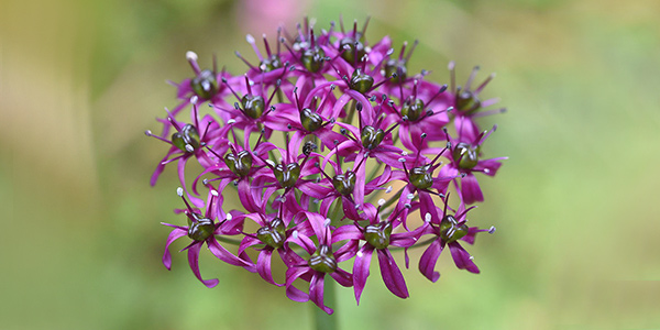 Allium wallichii