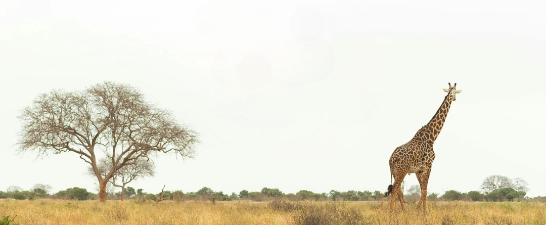 Safari Banner
