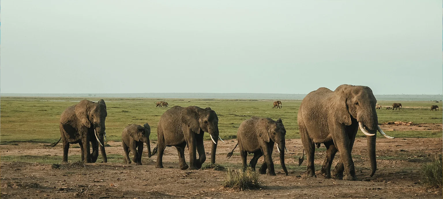 Safari Banner