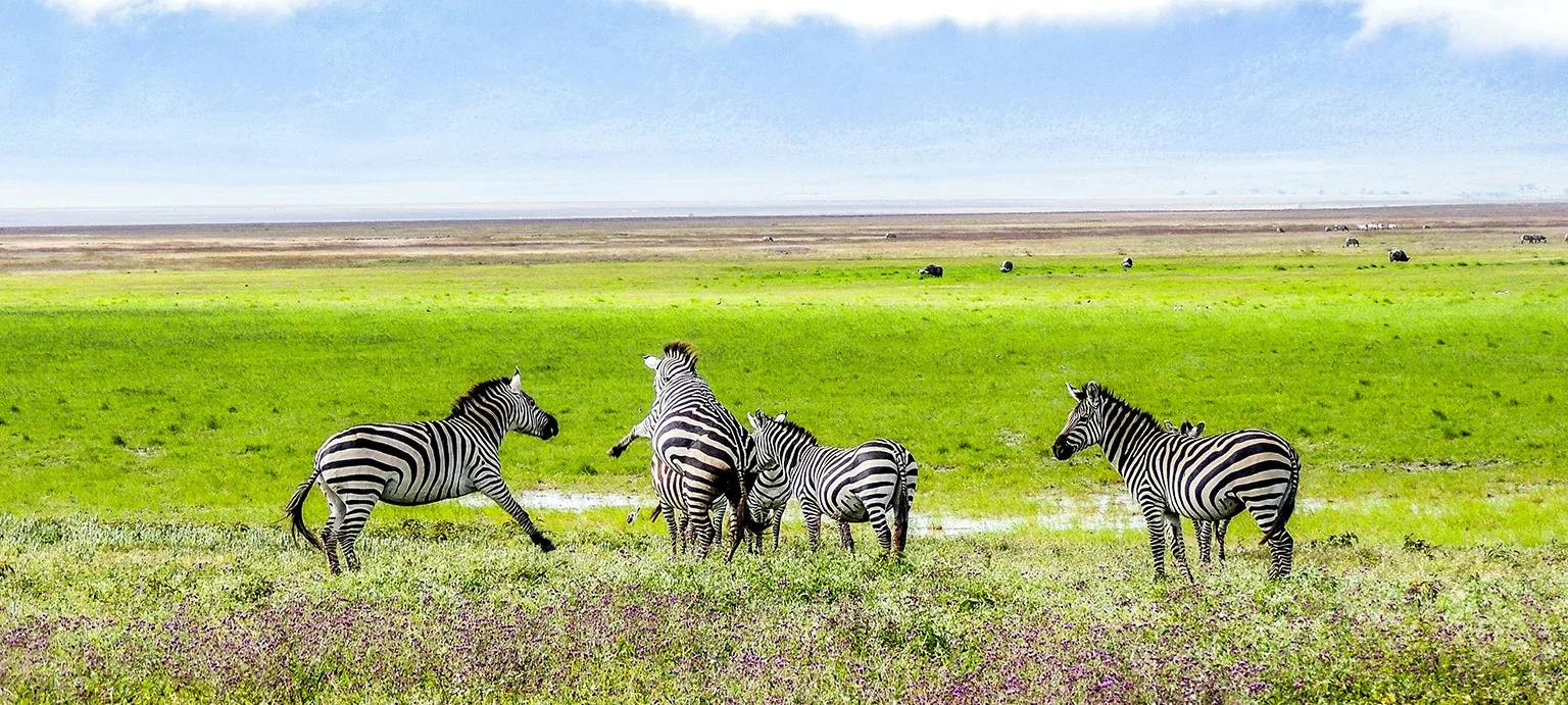 Safari Banner