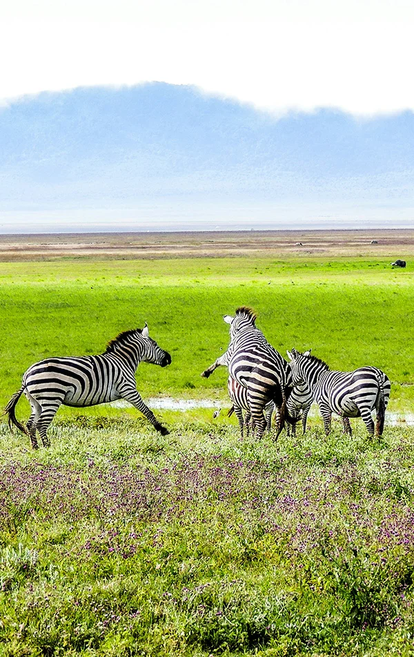 Safari Banner
