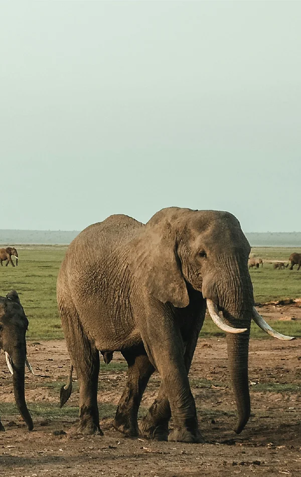 Safari Banner