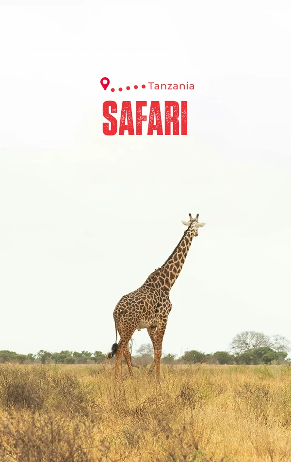 tanzania-safari