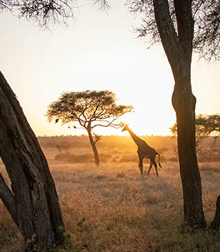 Zebra in Safari