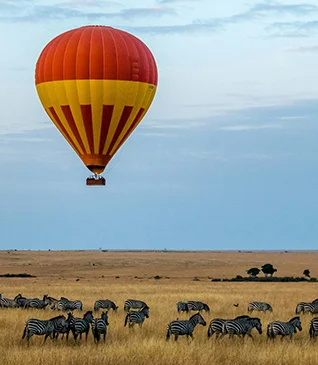 Zebra in Safari