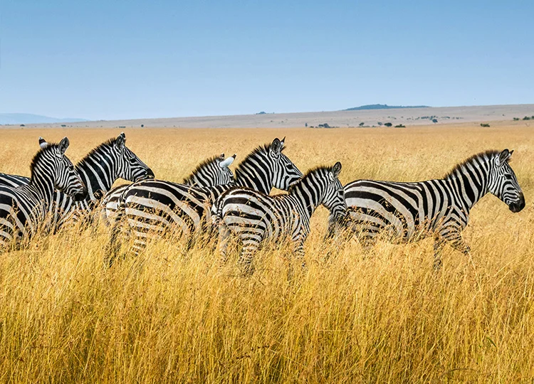 Zebra in Safari