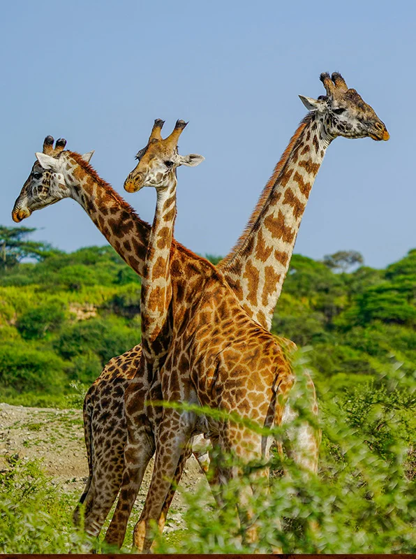 kilimanjaro Safari
