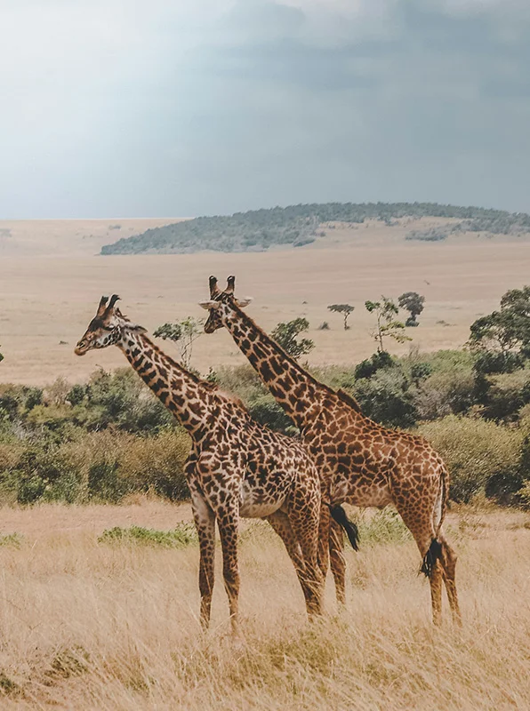 kilimanjaro Safari