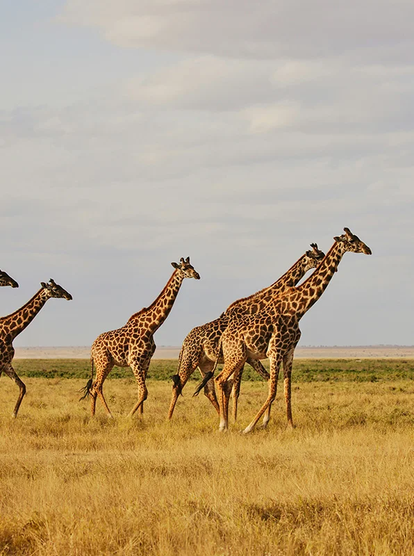 kilimanjaro Safari