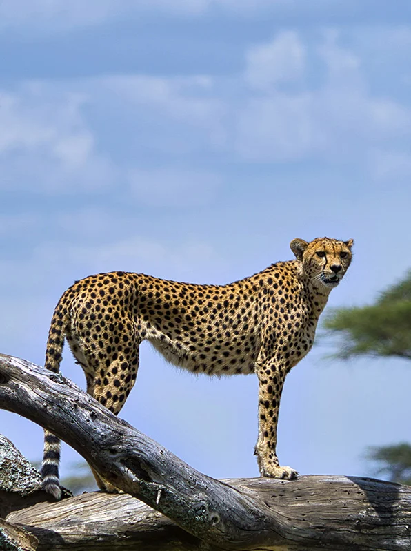 kilimanjaro Safari