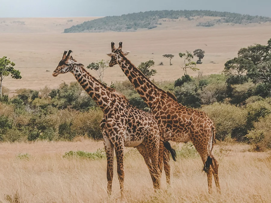 kilimanjaro Safari