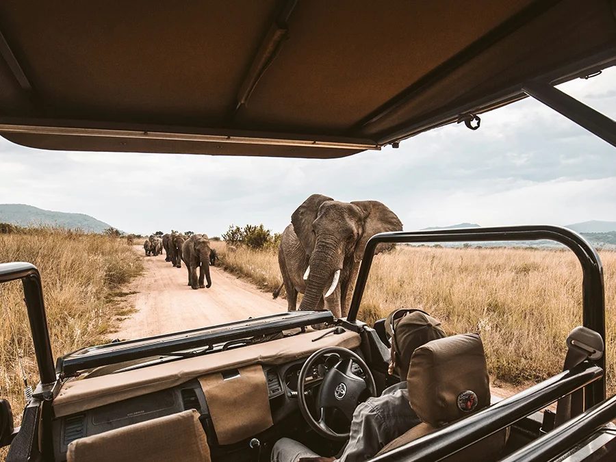 kilimanjaro Safari