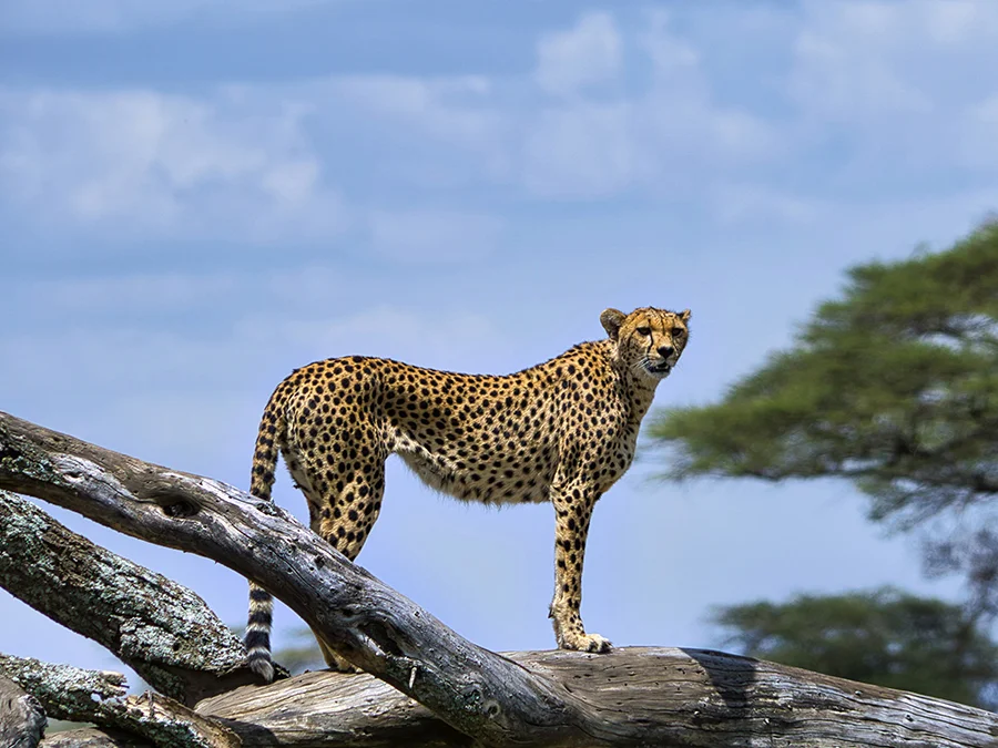 kilimanjaro Safari