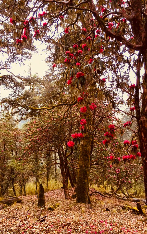 Ali Bedni Bugyal Trek