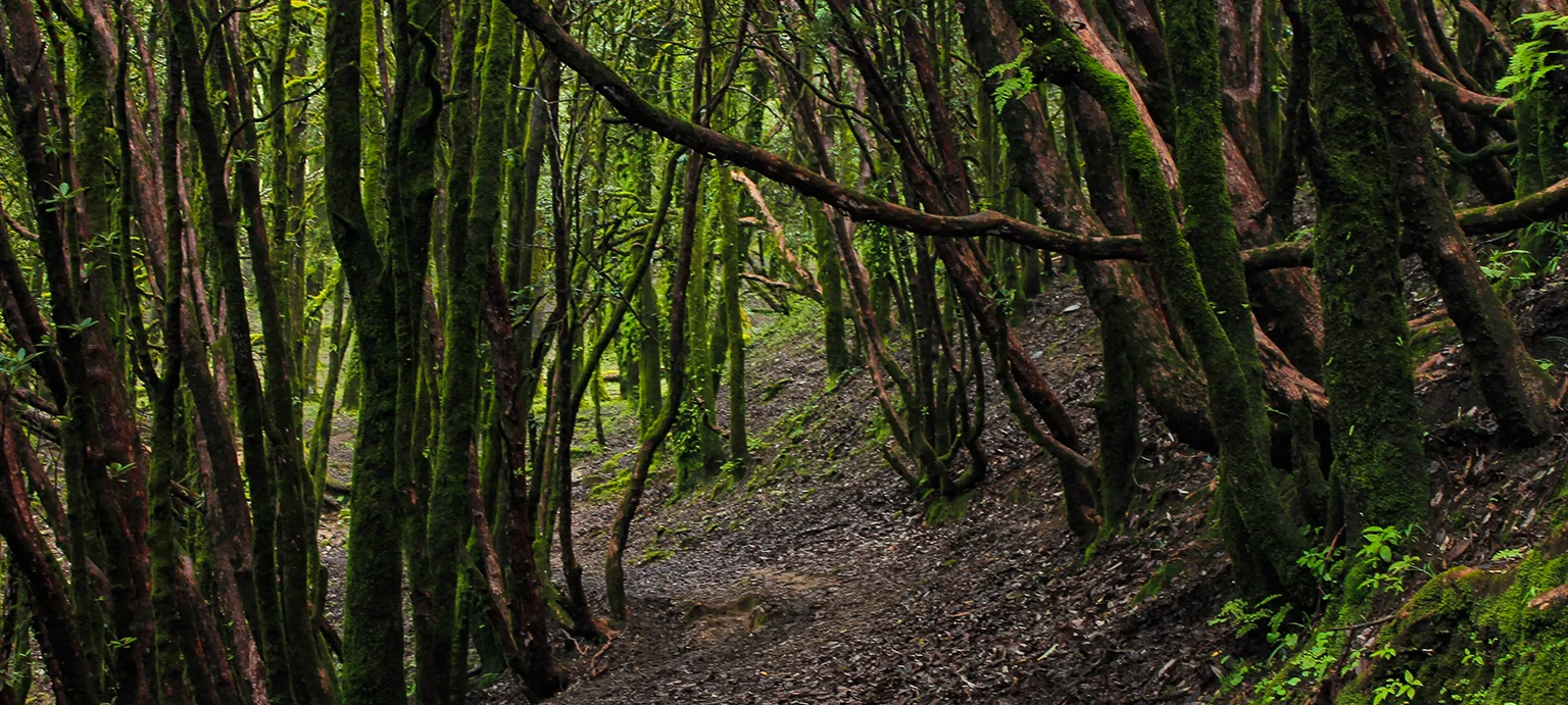 Ali Bedni Bugyal Trek