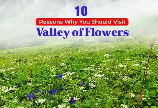 10 reasons why you should visit Valley of Flowers