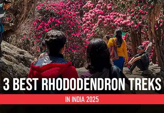 3 Best Rhododendron Treks in India 2025