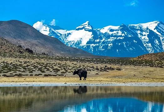 Balang Ri Trek - Trek The Himalayas