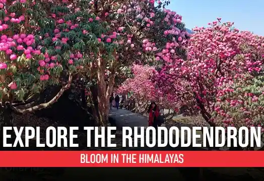Explore the Rhododendron Bloom in the Himalayas