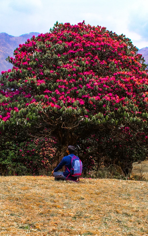 Chopta Chandrashila Tungnath Trek with Deoriatal