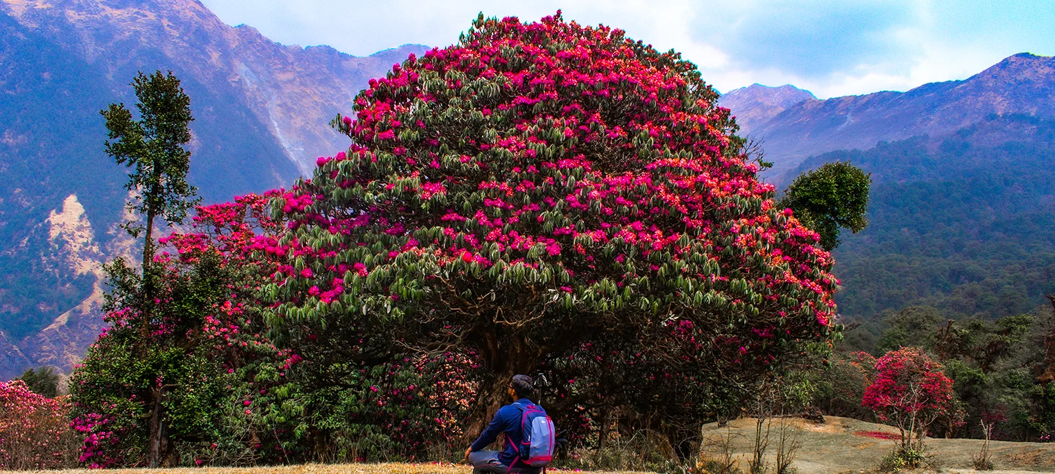 Chopta Chandrashila Tungnath Trek with Deoriatal