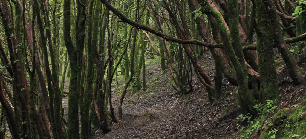 Dayara Bugyal Trek