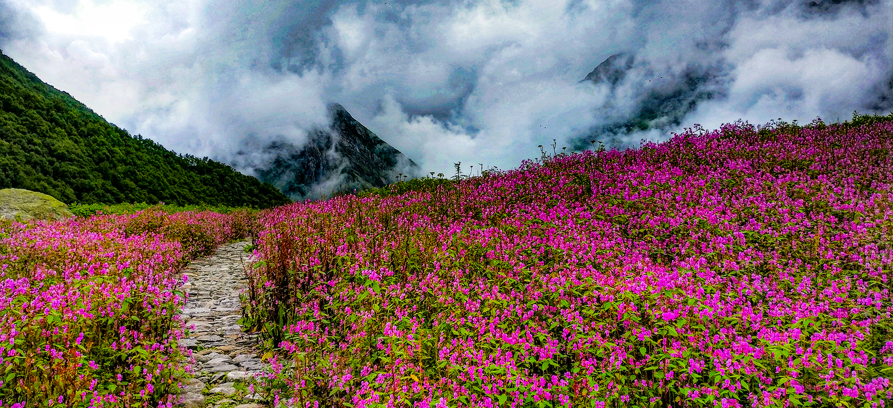 Valley of flowers