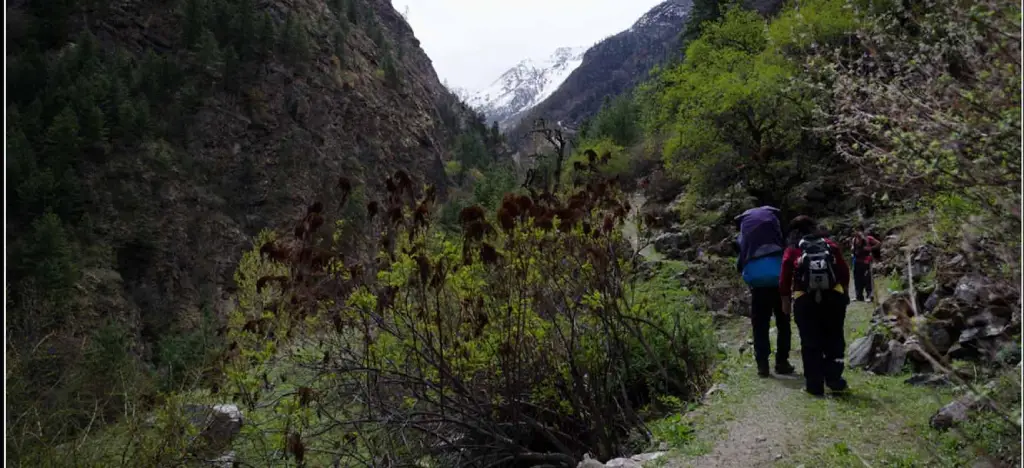 Bagini Glacier Trek