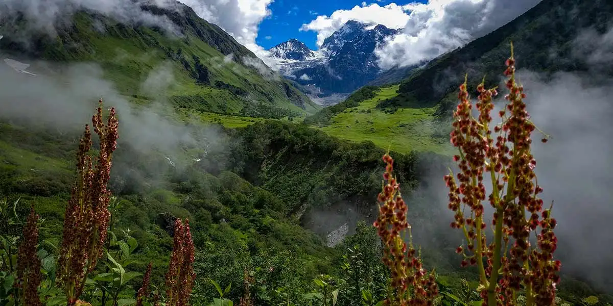 valley of flowers