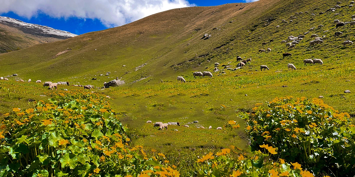 buran ghati - flora and fauna