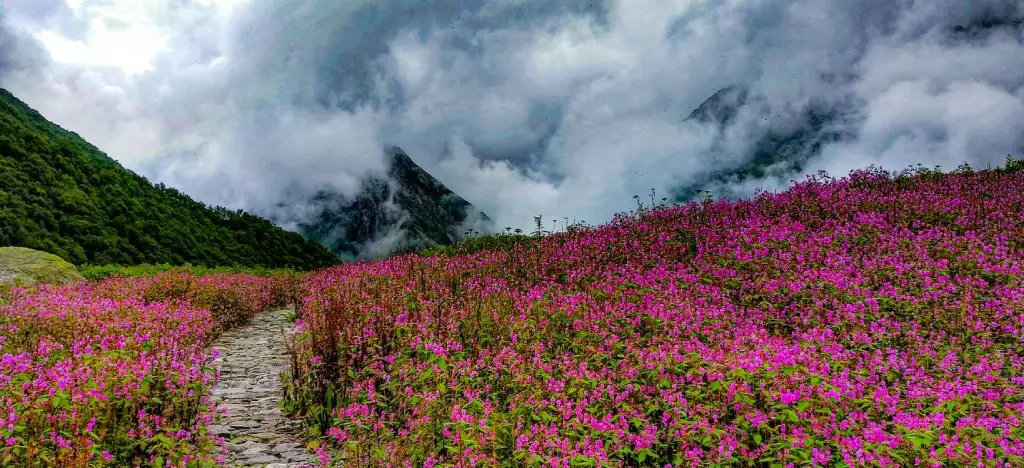 Valley Of Flowers