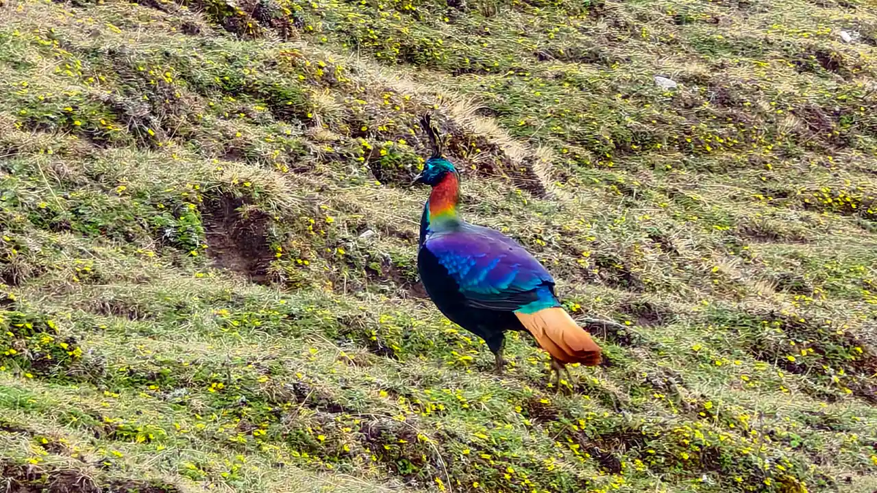 Wildlife of kedarkantha, Trek The Himalayas