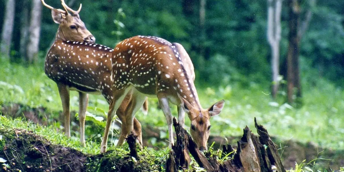 Manali Wildlife Sanctuary