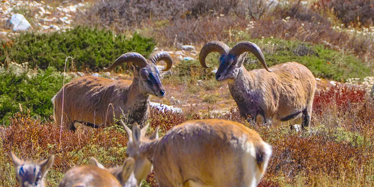Image shows the biodiversity of Gaumukh Tapovan Trek