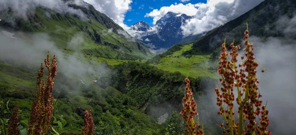 why you should visit valley of flowers trek